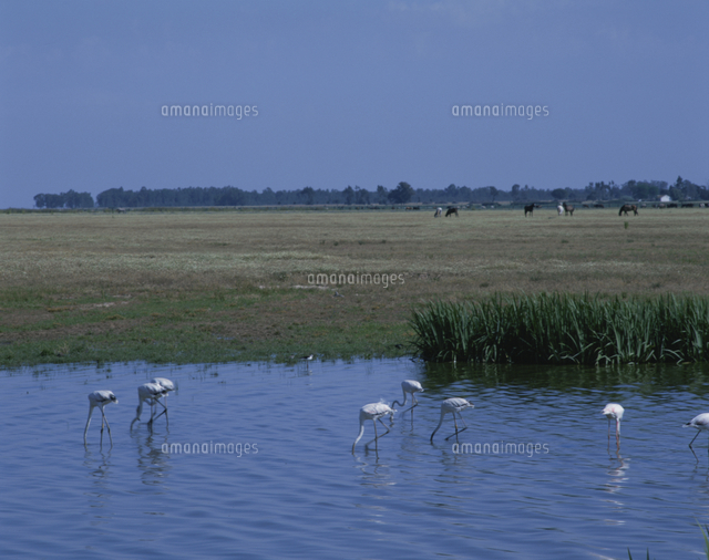ドニャーナ国立公園 ロシオ側 スペイン の写真素材 イラスト素材 アマナイメージズ