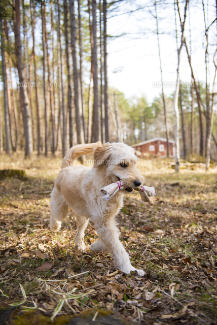 働く犬 の写真素材 イラスト素材 アマナイメージズ