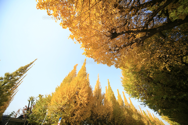 神宮外苑の紅葉の銀杏並木 の写真素材 イラスト素材 アマナイメージズ