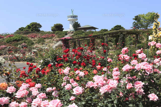 かのやバラ園のバラの花 の写真素材 イラスト素材 アマナイメージズ