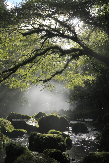 菊池渓谷の朝靄の中の渓流 の写真素材 イラスト素材 アマナイメージズ