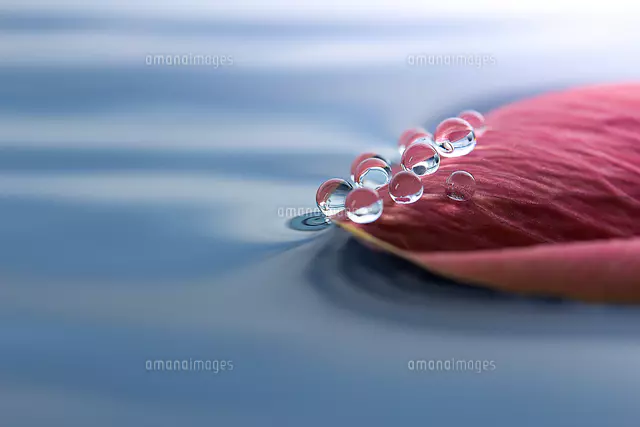 花入、水滴 水滴の紫陽花の無料の写真素材 - ID.79003｜フリー素材 ぱくたそ