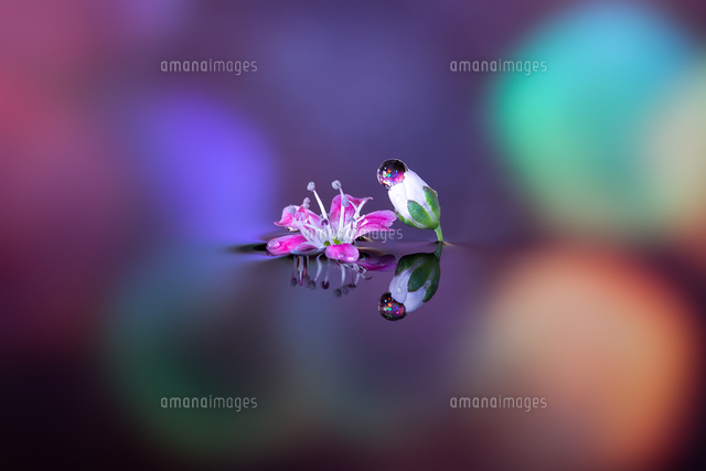 水に浮かぶ花と水滴[81605000213]の写真・イラスト素材｜アマナイメージズ