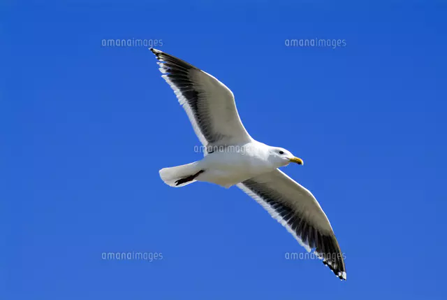 かもめ[81629000737]の写真・イラスト素材｜アマナイメージズ