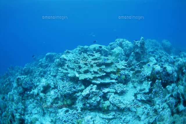 貝。サンゴ 高水温で死んだシャコ貝とサンゴ[81630000134]の写真・イラスト素材