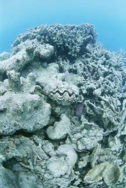 高水温で死んだシャコ貝とサンゴ[81630000134]の写真・イラスト素材