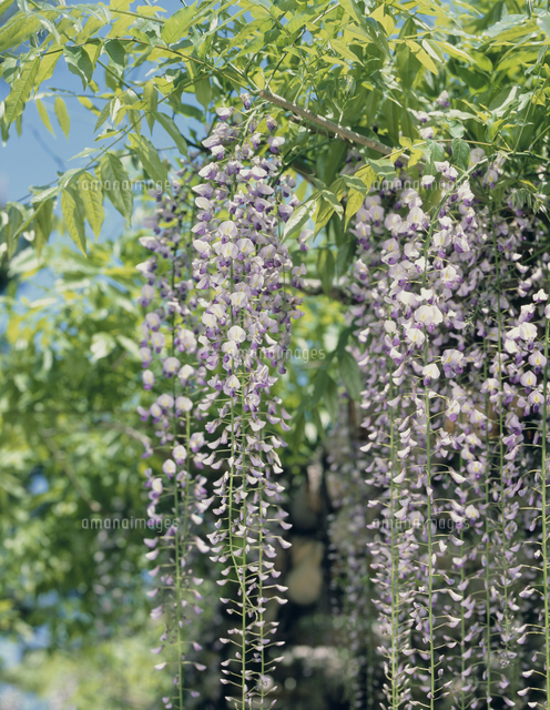 フジ の写真素材 イラスト素材 アマナイメージズ