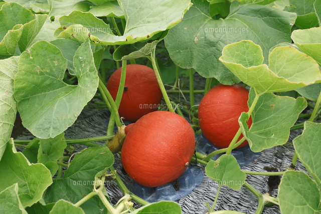 打木赤皮甘栗かぼちゃ栽培風景 の写真素材 イラスト素材 アマナイメージズ