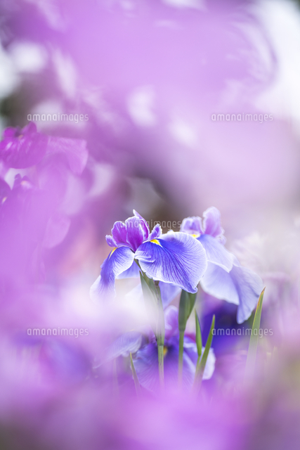 花菖蒲 の写真素材 イラスト素材 アマナイメージズ