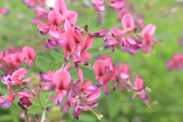 ハギの花 の写真素材 イラスト素材 アマナイメージズ