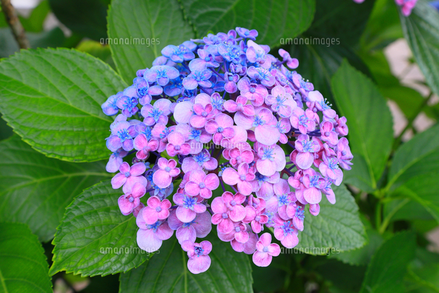 あじさいの種類のポップコーン の写真素材 イラスト素材 アマナイメージズ