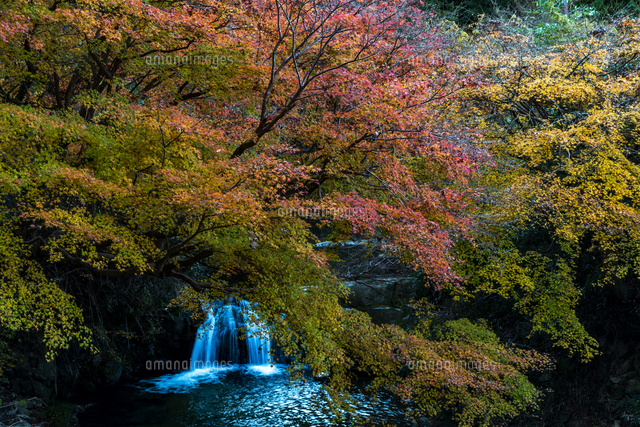 明日香村飛鳥川 紅葉 の写真素材 イラスト素材 アマナイメージズ