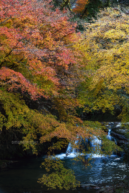 明日香村飛鳥川 紅葉 の写真素材 イラスト素材 アマナイメージズ