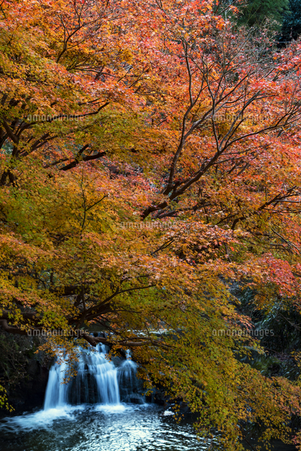 明日香村飛鳥川 紅葉[81638000055]の写真・イラスト素材｜アマナイメージズ