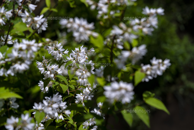 卯の花咲く明日香村冬野川 尾曽 の写真素材 イラスト素材 アマナイメージズ