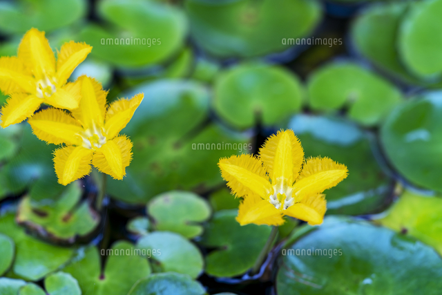 三宅町 万葉の花あざさ の写真素材 イラスト素材 アマナイメージズ