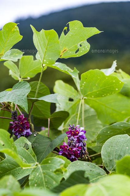 万葉の花 葛 の写真素材 イラスト素材 アマナイメージズ