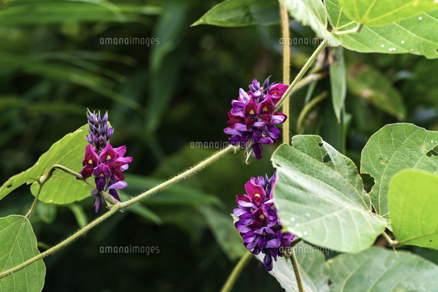 万葉の花 葛 の写真素材 イラスト素材 アマナイメージズ