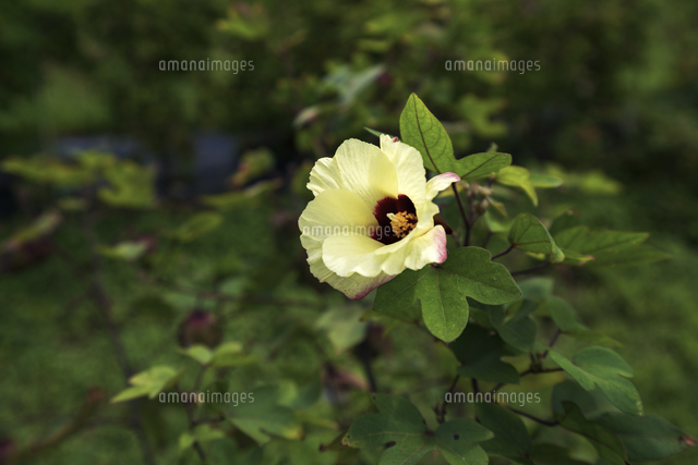 万葉の花 綿 の写真素材 イラスト素材 アマナイメージズ
