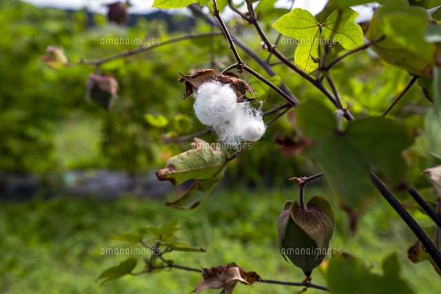 万葉の植物 綿 の写真素材 イラスト素材 アマナイメージズ