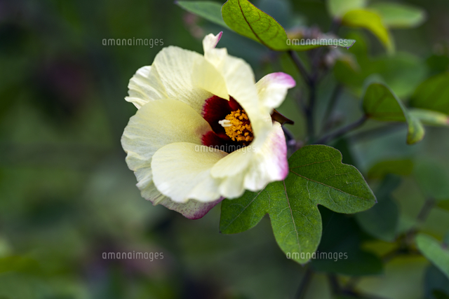 万葉の花 綿 の写真素材 イラスト素材 アマナイメージズ