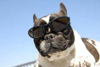 フレンチブルドッグ像 サングラス付き サングラスをかけるフレンチブルドッグ[00355010057B]の写真・イラスト