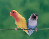 小桜インコとブルーボタンインコ[02022033763]の写真・イラスト素材