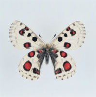 蝶（オオアカボシウスバシロチョウ）[02022043401]の写真・イラスト