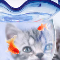 金魚鉢をのぞくアメリカンショートヘアの子猫[02022346077]の写真