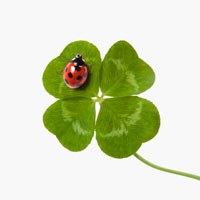 四葉のクローバーとてんとう虫[02317001136]の写真・イラスト素材