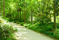 風景　森の小道 森の小道[02332000264]の写真・イラスト素材｜アマナイメージズ