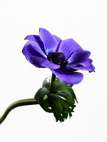 アネモネ紫 の写真素材 イラスト素材 アマナイメージズ