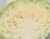 キャベツ断面図 の写真素材 イラスト素材 アマナイメージズ