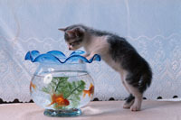 金魚と猫 1回500円全4種！猫と金魚 ガチャガチャ 開封レビュー CAT