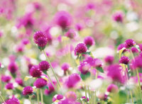 花畑様 09520000075.jpg