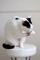 猫　毛づくろい maxresdefault.jpg