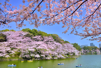 千鳥ヶ淵の桜[10062001994]の写真・イラスト素材｜アマナイメージズ