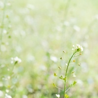 ぺんぺん草[10112000660]の写真・イラスト素材｜アマナイメージズ