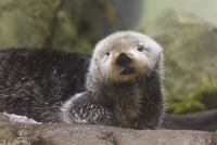 ラッコ の写真素材 イラスト素材 アマナイメージズ