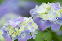 紫陽花パステル画８号 mqdefault.jpg