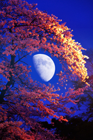 月夜桜 Tsukiya Zakura｜月夜桜 ｜ Moonlit Cherry Blossoms 🌙 (Original