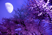 月夜桜 月夜桜 | GANREF