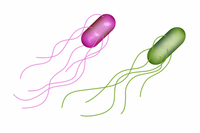 大腸菌 O 157 の写真素材 イラスト素材 アマナイメージズ