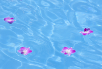 水面の花びら 4枚セット 10131048743.jpg