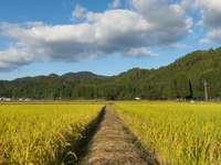 田んぼの畦道[10131048965]の写真・イラスト素材｜アマナイメージズ