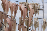 【一点物】　レントゲン魚拓　舌平目 一点物】レントゲン魚拓舌平目