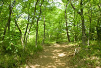 風景　森の小道 森の小道[10134001679]の写真・イラスト素材｜アマナイメージズ