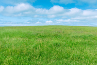 Fujio 油彩画 青空と草原の風景 Fujio 油彩画 青空と草原の風景 Fujio