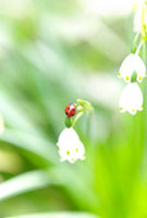すずらんとてんとう虫 の写真素材 イラスト素材 アマナイメージズ