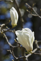 はくもくれん ハクモクレン（白木蓮、モクレン科）--- Magnolia denudata